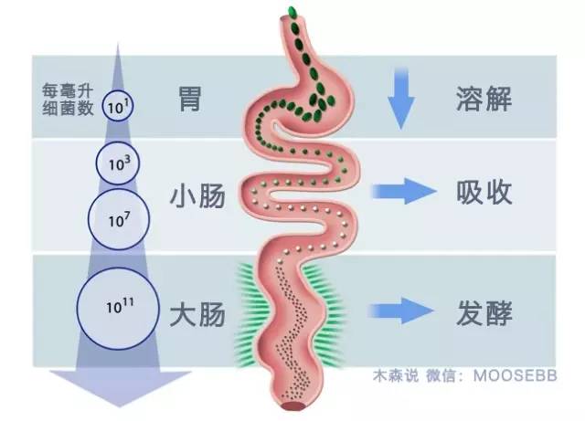 吃一點就腹脹，會是小腸細菌過度生長嗎？