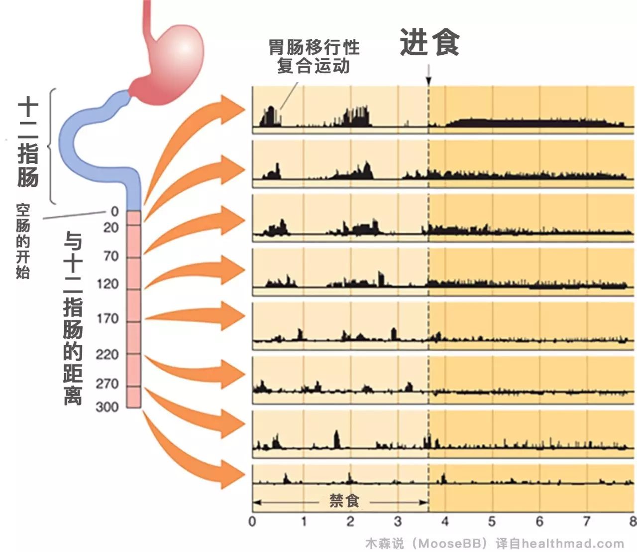 為什麼少食多餐可能不適合你？（當MMC功能失常）