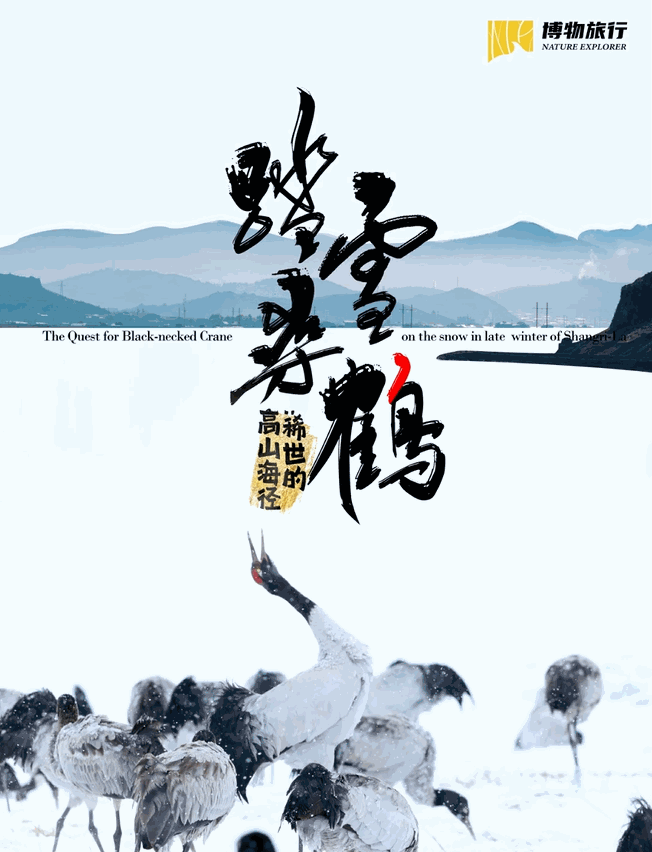 【招募】雲南香格里拉冬季觀鳥，少量餘位！