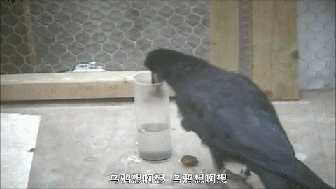 B站9.8高分的科普紀錄片《像烏鴉一樣思考》為什麼值得看，附免費觀看地址