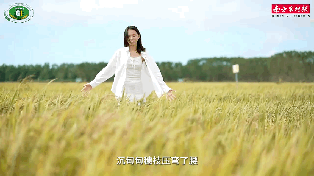 紅米中的“愛馬仕”，滿口芋頭香，越吃越健康！新米上市！