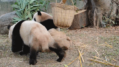廣州動物園將有大變化！