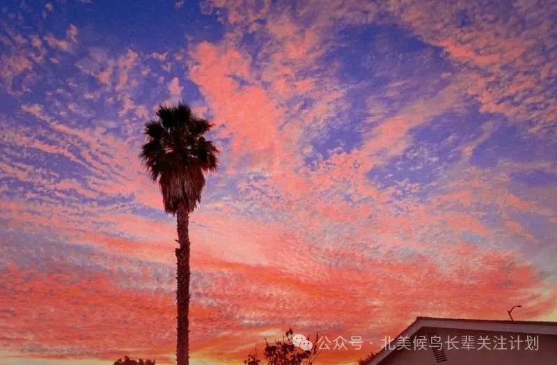 隔代帶娃與養老，海外華人父母的現實生活與挑戰|北美候鳥海外華人社群