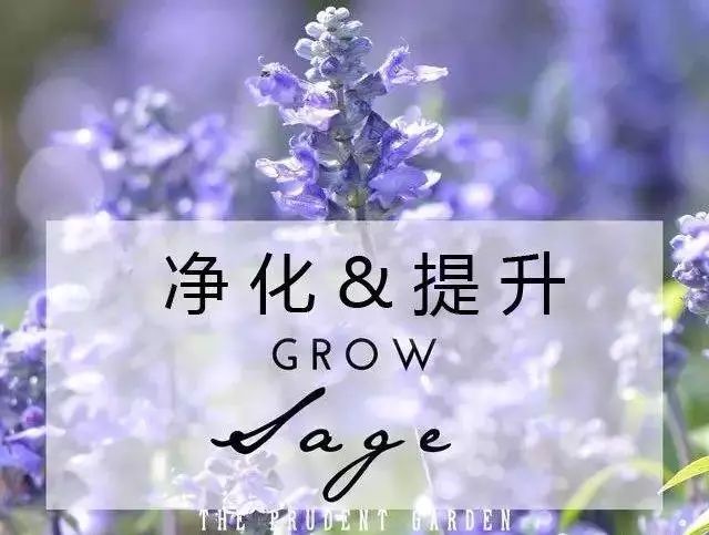 鼠尾草|眾神的植物：情緒療愈和淨化能量的聖草