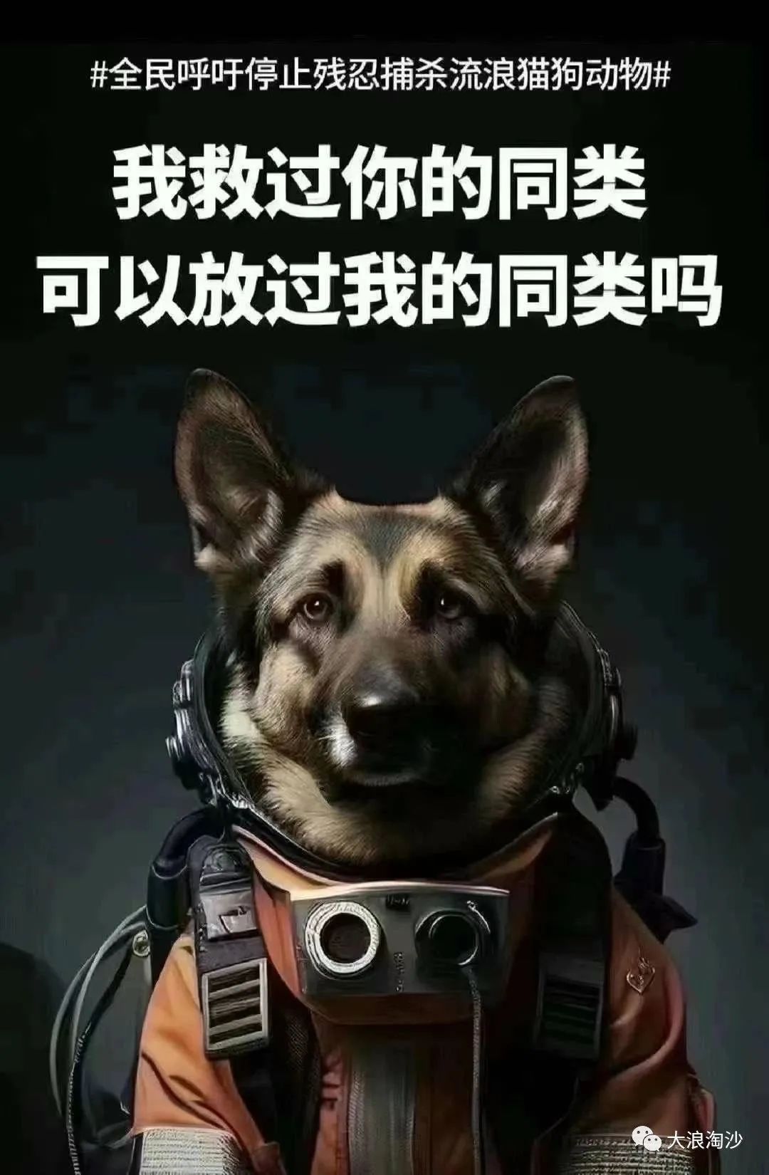 真正的愛狗人士，最應該反對純種病態寵物狗，以及沒素質的養狗人