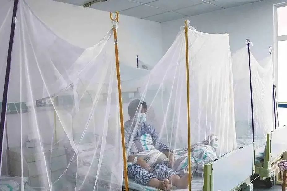 基孔肯雅熱不會人傳人，為何輕症仍需隔離？