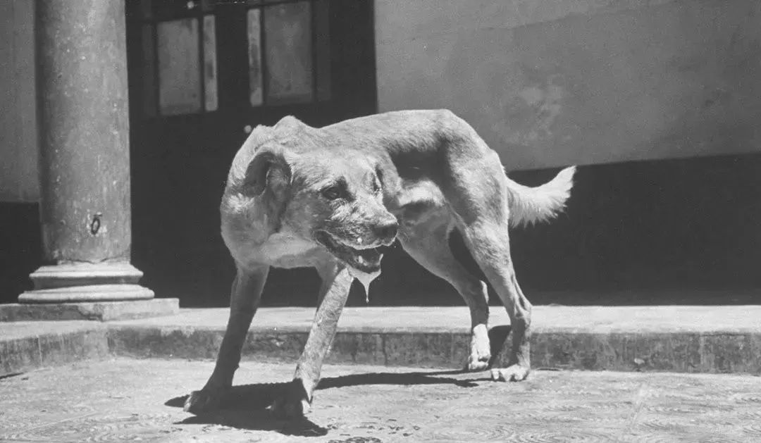 西醫說狂犬病發病必死，中醫卻輕鬆治癒！（一定要收藏備用）