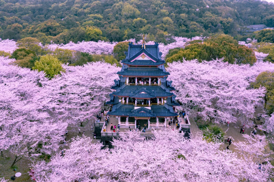 高鐵直達！適合3-4月賞花的絕佳旅行地，無需攻略，說走就走！錯過再等一年！