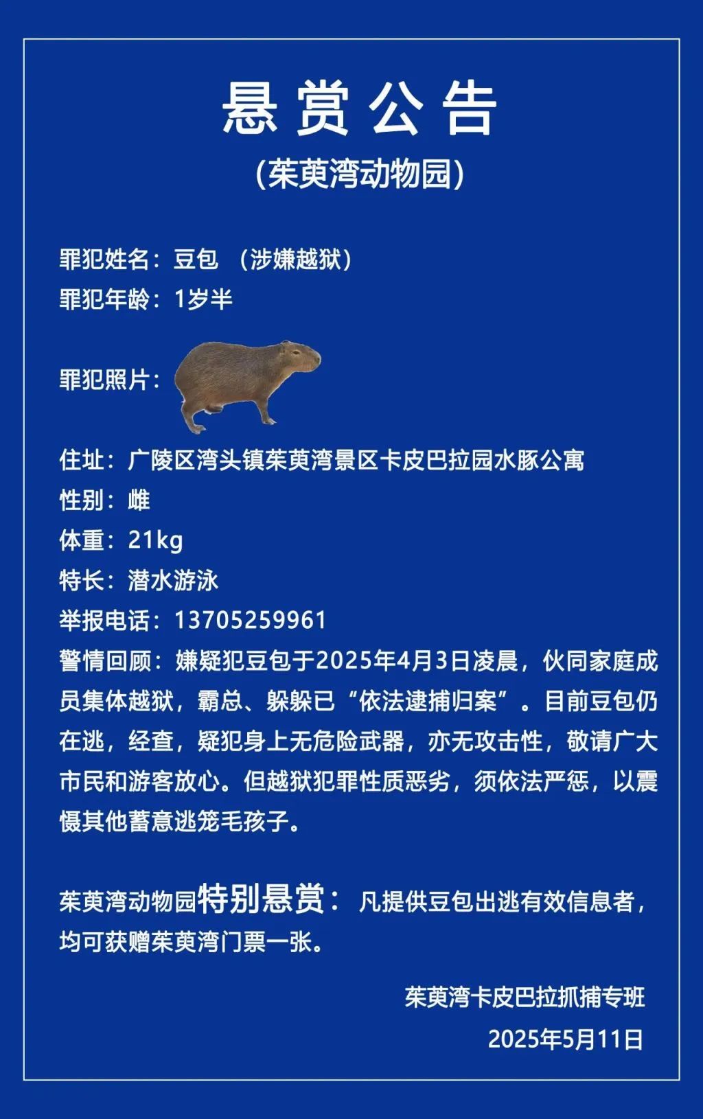懸賞公告：卡皮巴拉“集體越獄”！“豆包”至今“在逃”……
