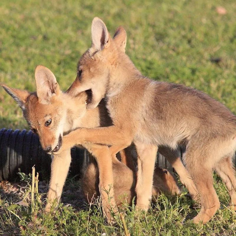 【生態學】5.動物行為學：動物行為的動機、研究方法