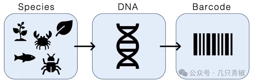 【生態學】1.生物多樣性（一）：多樣性的定義和模式