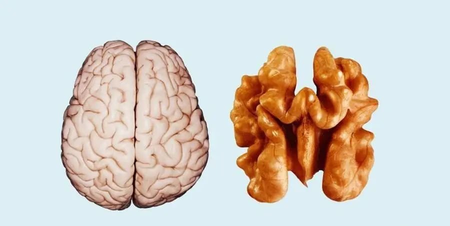 核桃的功效，並不是“補腦”，你真的吃對了嗎？