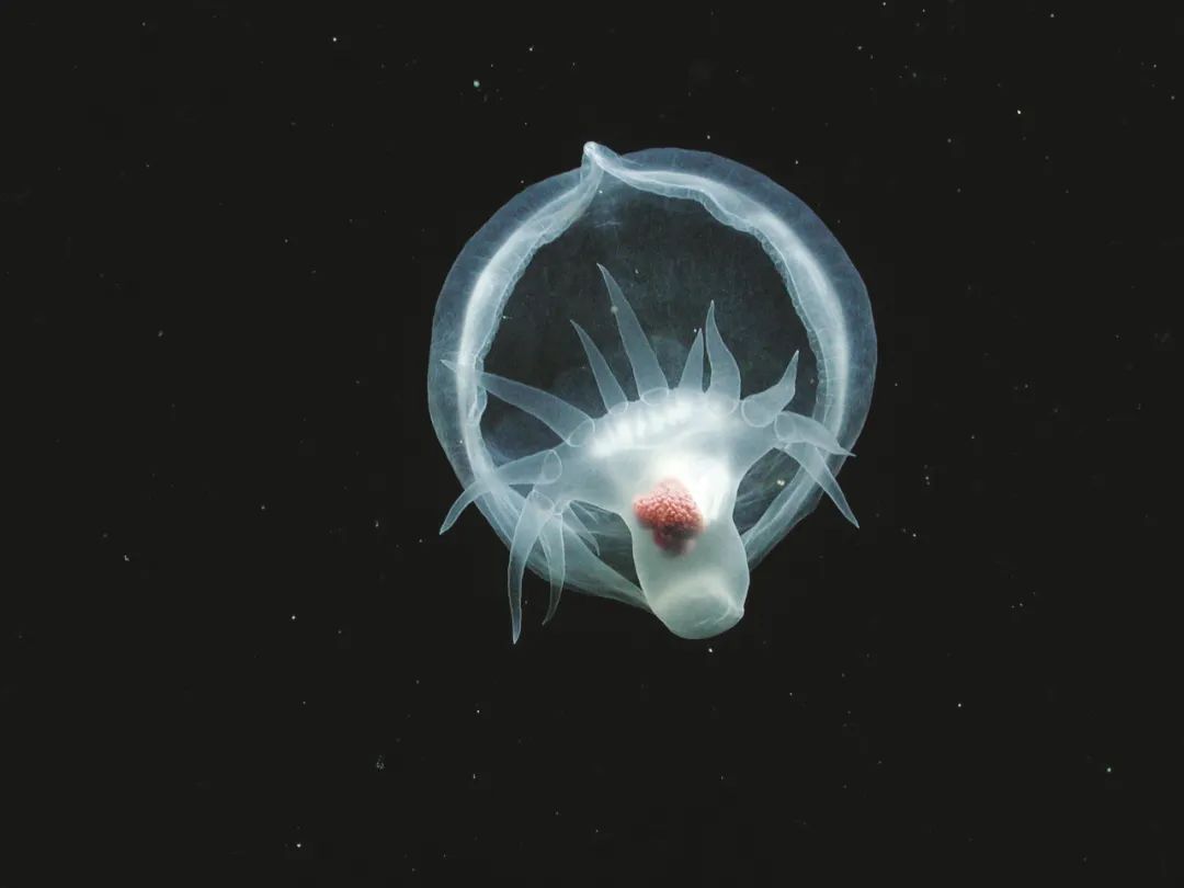 潛藏在深海的神秘生物