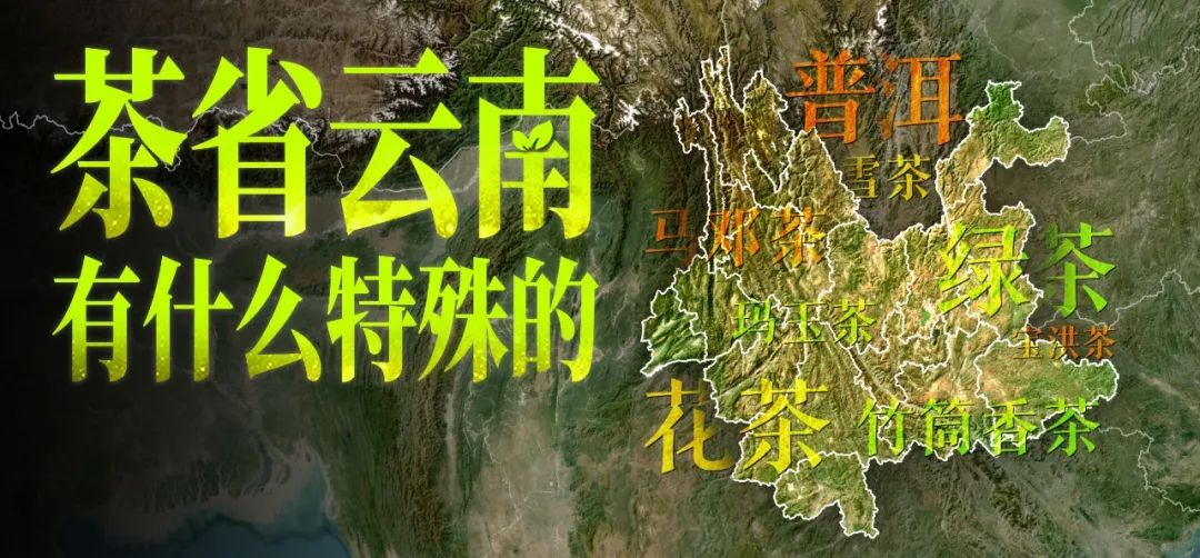 萬里挑一，雲南茶為什麼強？