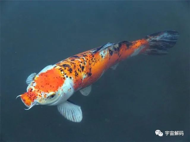 為什麼魚能吸水裡的氧氣卻不能吸空氣裡的氧氣？魚鰓的工作原理是什麼？