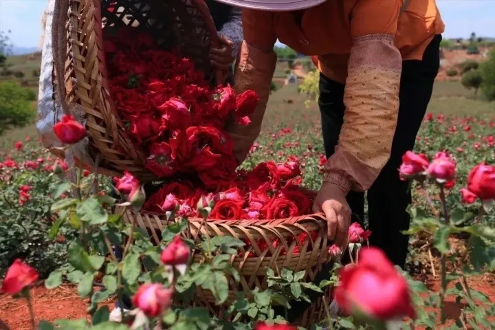 一年一採“花中皇后”，跟著雲南人吃花