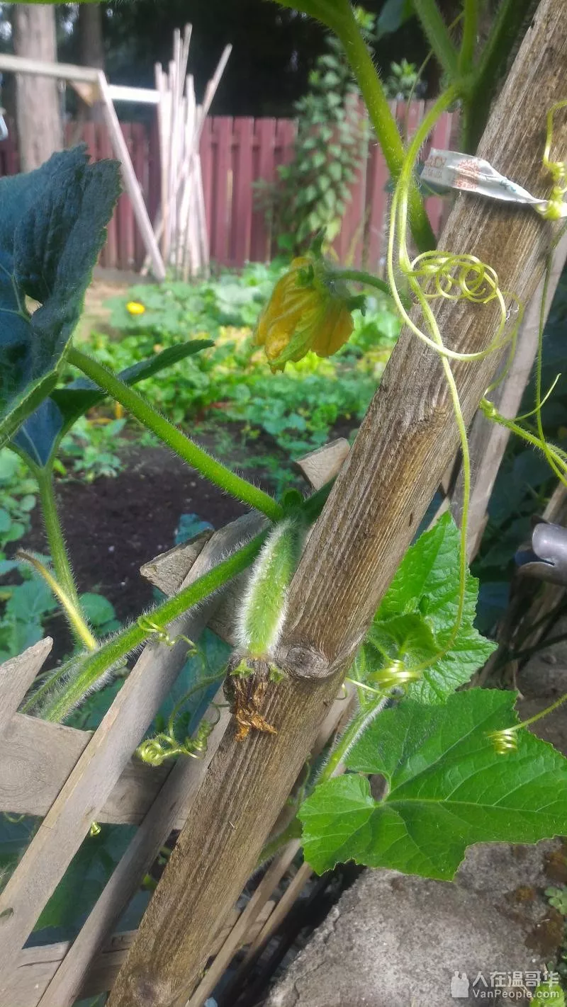 開瑪莎拉蒂偷南瓜？溫哥華“偷菜大軍”簡直重新整理下限！大爺大媽能不能要點臉！