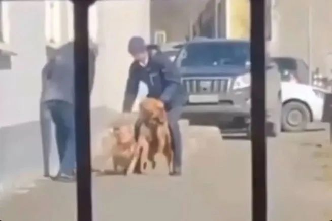 男子被惡犬咬成重傷，過於殘忍的畫風，甚至直接嚇死了保安…