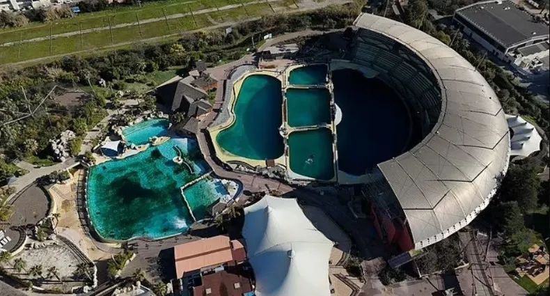 海洋公園倒閉，把虎鯨海豚全留下！荒廢水池已發綠發臭，它們卻要在裡游泳….