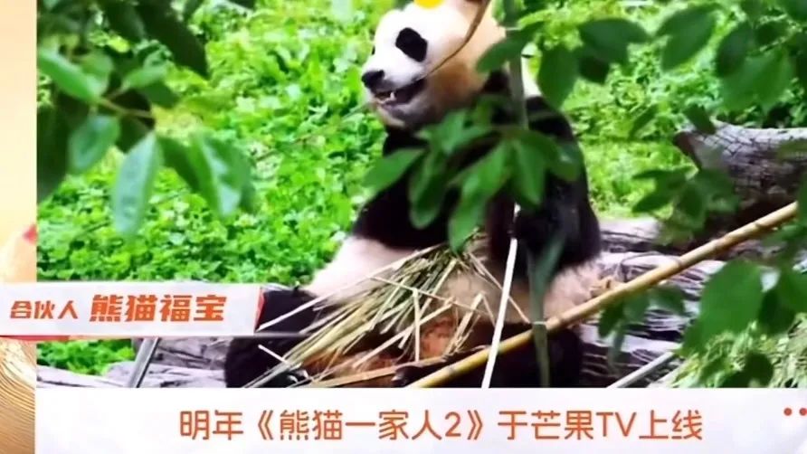 花了10個小時，為“福寶”做了份PPT~