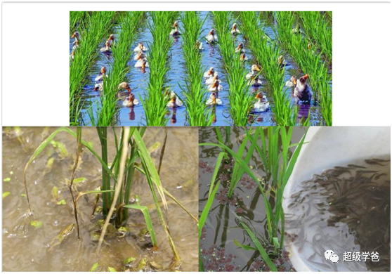 民以食為天——2024新東北大米又來了