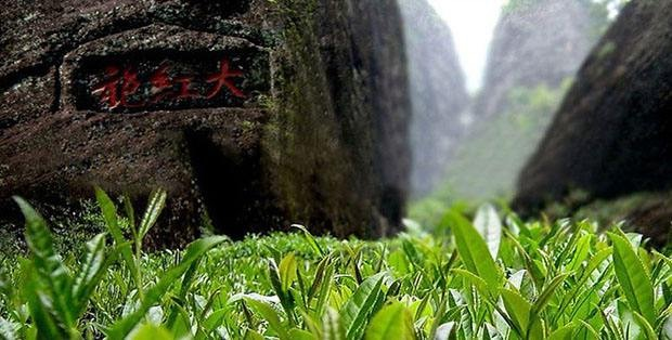 正宗武夷山大紅袍！品質看得見，一杯微苦、二杯甜、三杯味無窮…