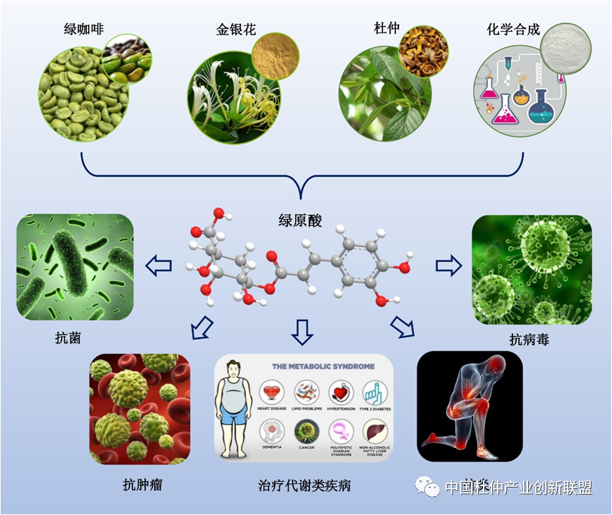 綠原酸的藥理作用及機制研究進展
