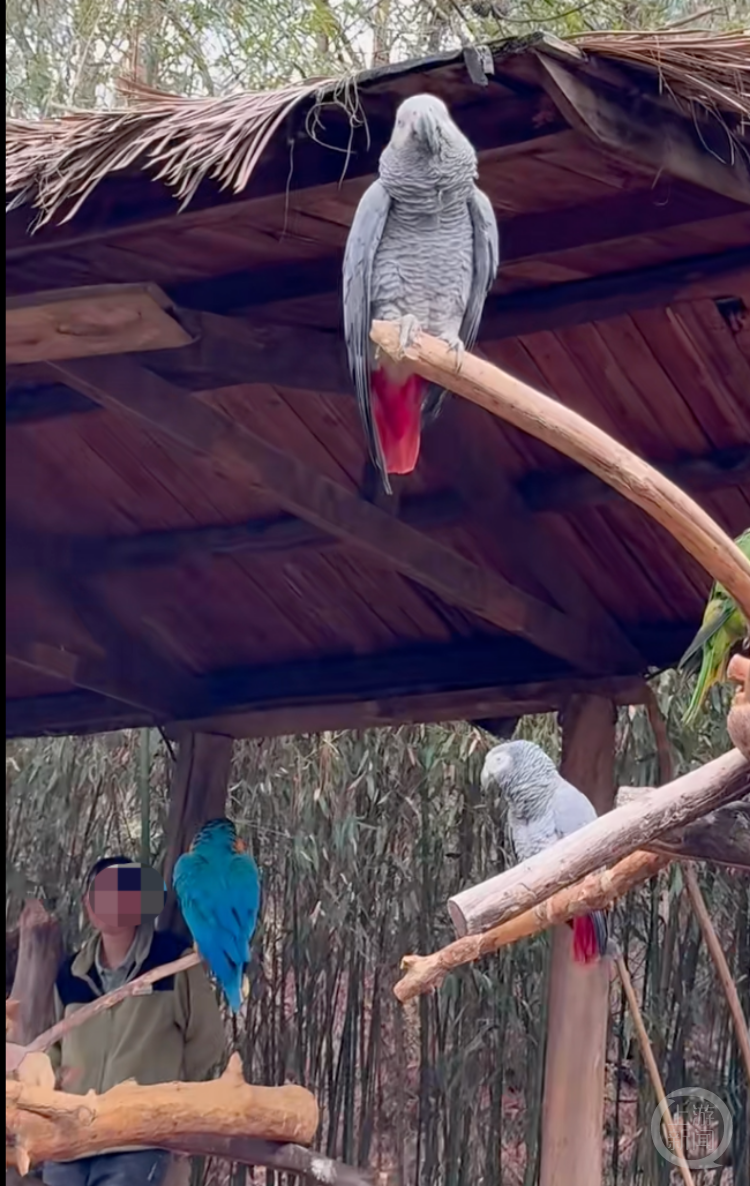 雲南野生動物園一隻灰鸚鵡爆粗口三年未改？園方回應：已形成固定語言