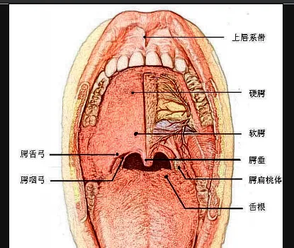 什麼是右側磨牙途徑氣管插管？