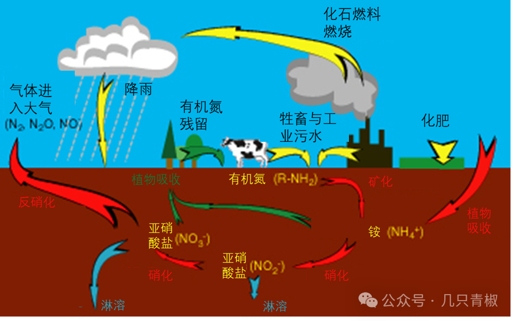 【地球迴圈】5.氮迴圈：微生物和人類