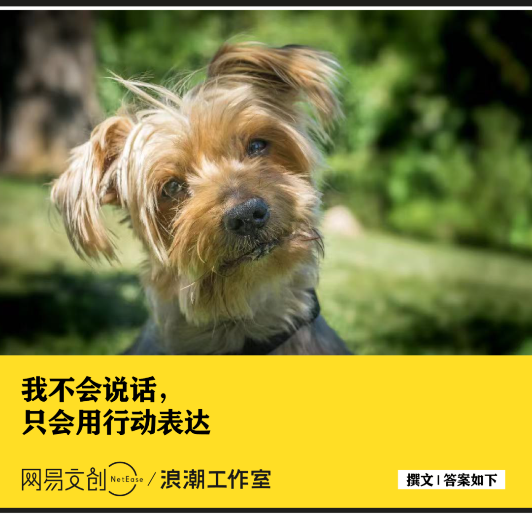 為什麼小狗總給你“歪頭殺”