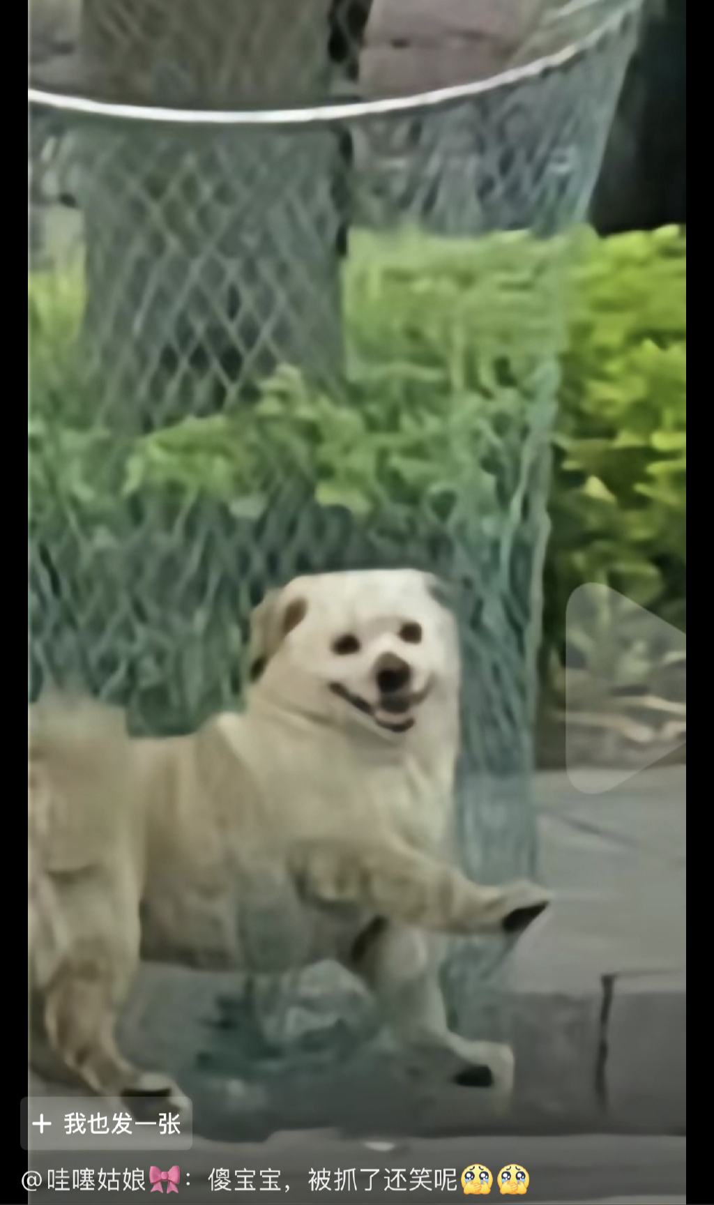 因為一條狗咬人，就要全國運動式打狗？