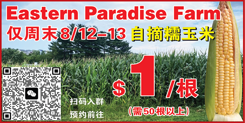 【美國華府掠影】貓展