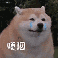 校花車禍毀容，前後顏值照對比太可惜，是這些給了她活下去的動力…