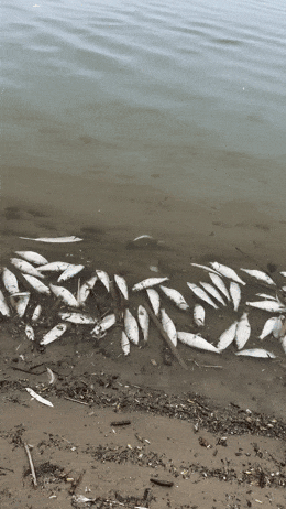 安大略湖出現大量死魚！專家：不要怕！不要恐慌！不要帶回家煮著吃~