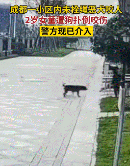 成都惡犬主人被刑拘！被撕咬的2歲女童：丟腎的機率非常高