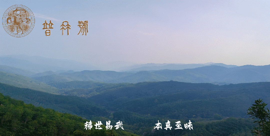 普洱茶中的“皇后”，究竟有何魅力？