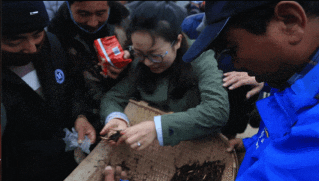 “天價蟲草”跌下神壇，藏族姑娘的話讓人恍然大悟！事關身體，吃前要看！