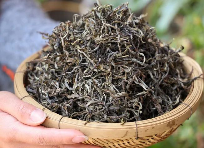 求助！雲南普洱春茶大量積壓，一斤也是批發價！