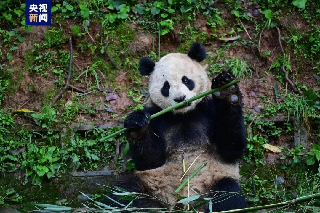 加州｜兩隻大熊貓正式啟程前往美國，在聖地亞哥動物園安新家