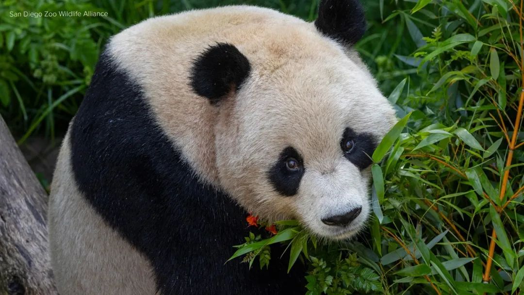 加州｜來了！聖地亞哥動物園首次發大熊貓“雲川”“鑫寶”在新家照片，幾周後便可開放