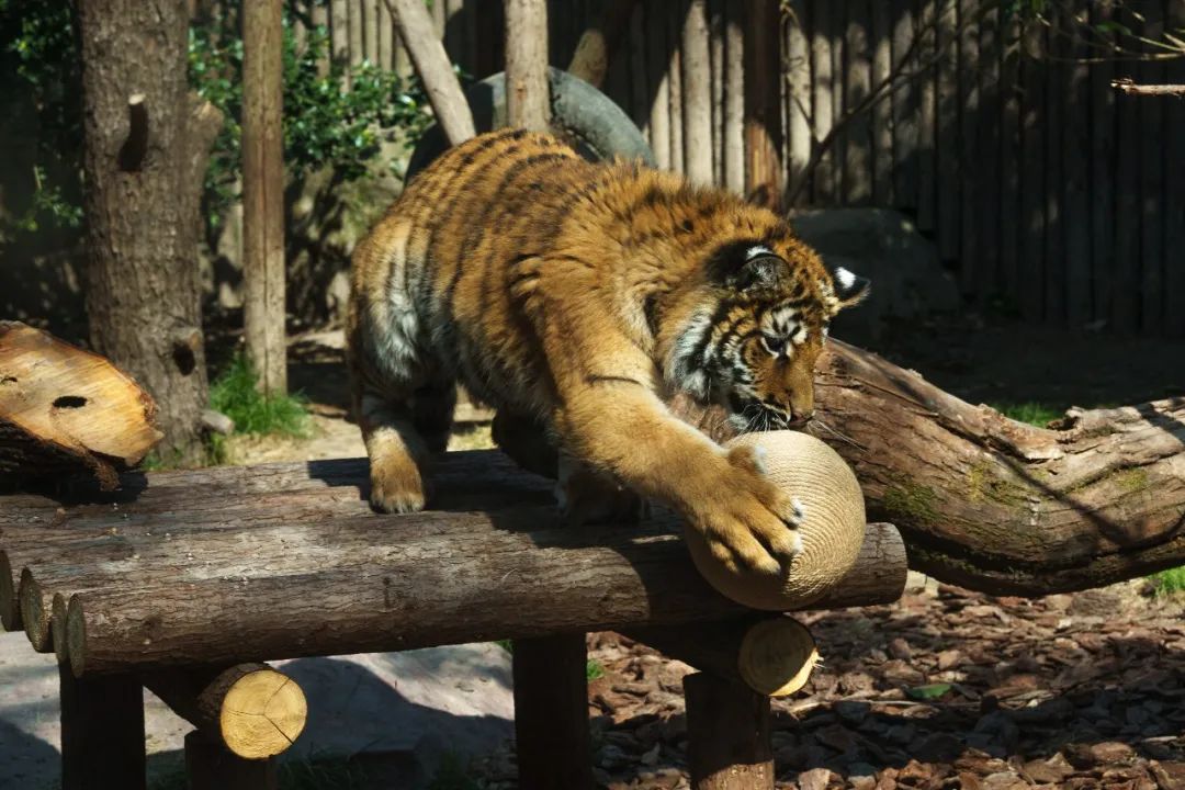 老虎界的“花花”來了！“紅糖”成為上海動物園頂流
