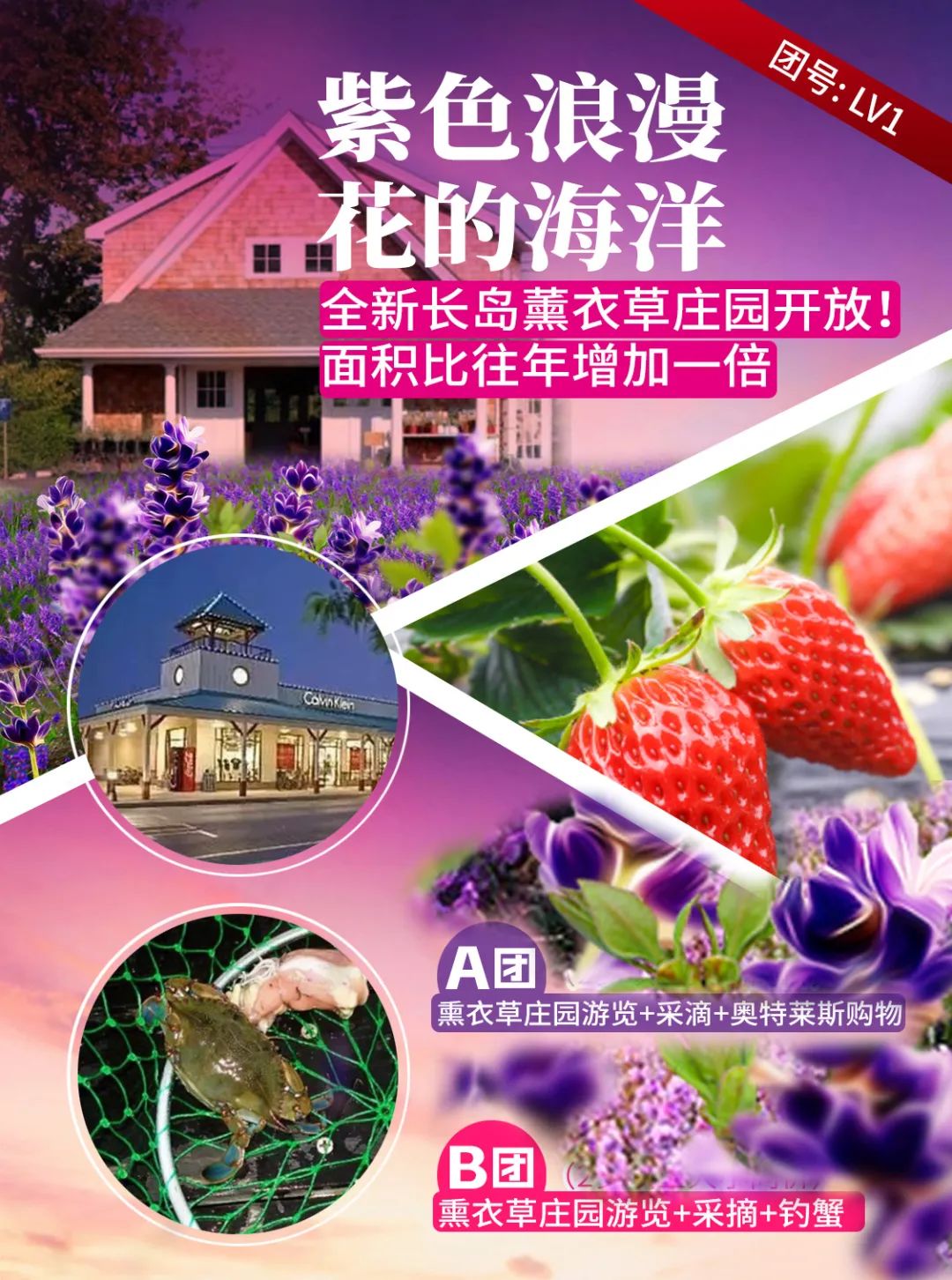 【酷玩一日】上萬株薰衣草已盛開，一起擁抱這個季節裡的紫色浪漫