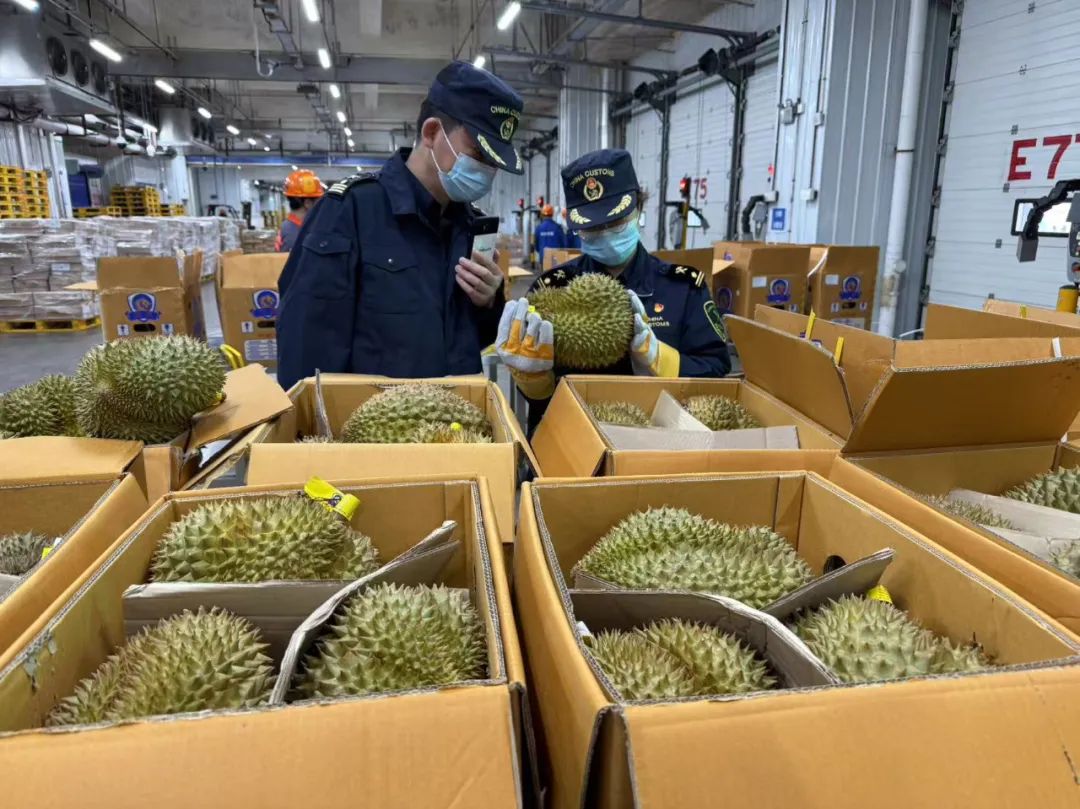 1600噸榴蓮到了！預計本月中下旬降價