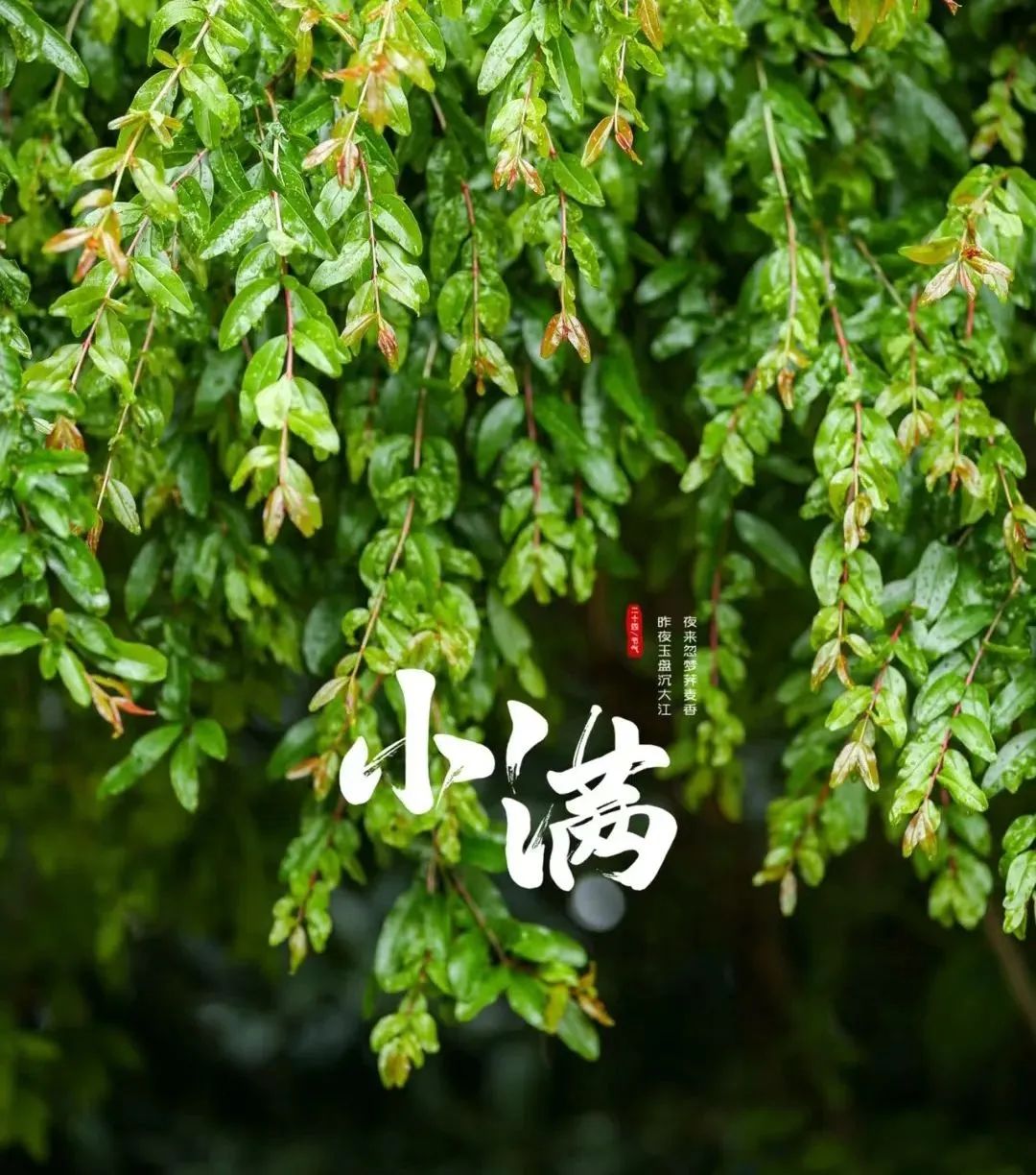 今日小滿：萬物繁盛好時節，人間小滿勝萬全