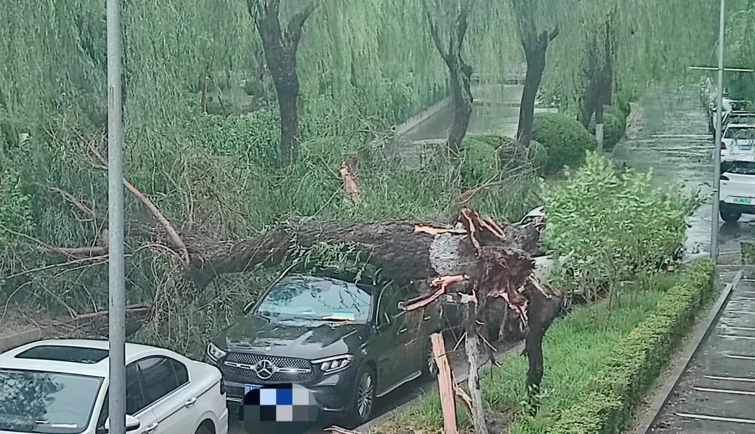 北大副教授李迪華：觀察調研圓明園被風吹倒的大樹，緊急呼籲開展大樹安全評估，移伐危險大樹