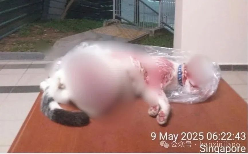 貓咪被虐致死，死狀悽慘恐怖，新加坡律政部長怒斥：非人行為！