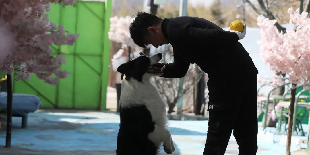 PetDegree：ATopChineseSchoolDebutsaCompanionAnimalMajor