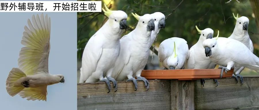 鸚鵡飛出去後，教野生的鸚鵡說人話……養這種能活100歲的聰明鳥，要坐多少年牢？