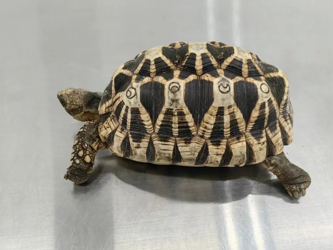 這一極危物種，被海關查獲！